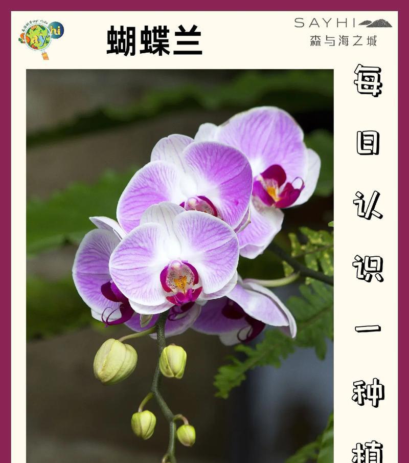 蝴蝶兰象征的花语有何含义？