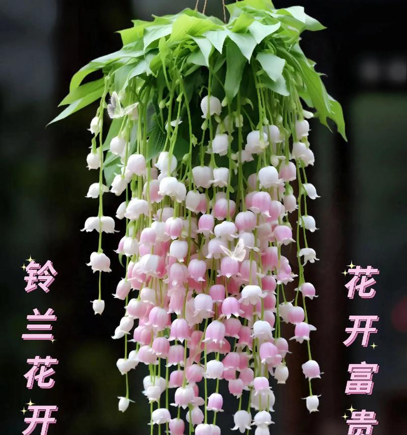 蝴蝶铃兰的寓意与花语有何特别之处？