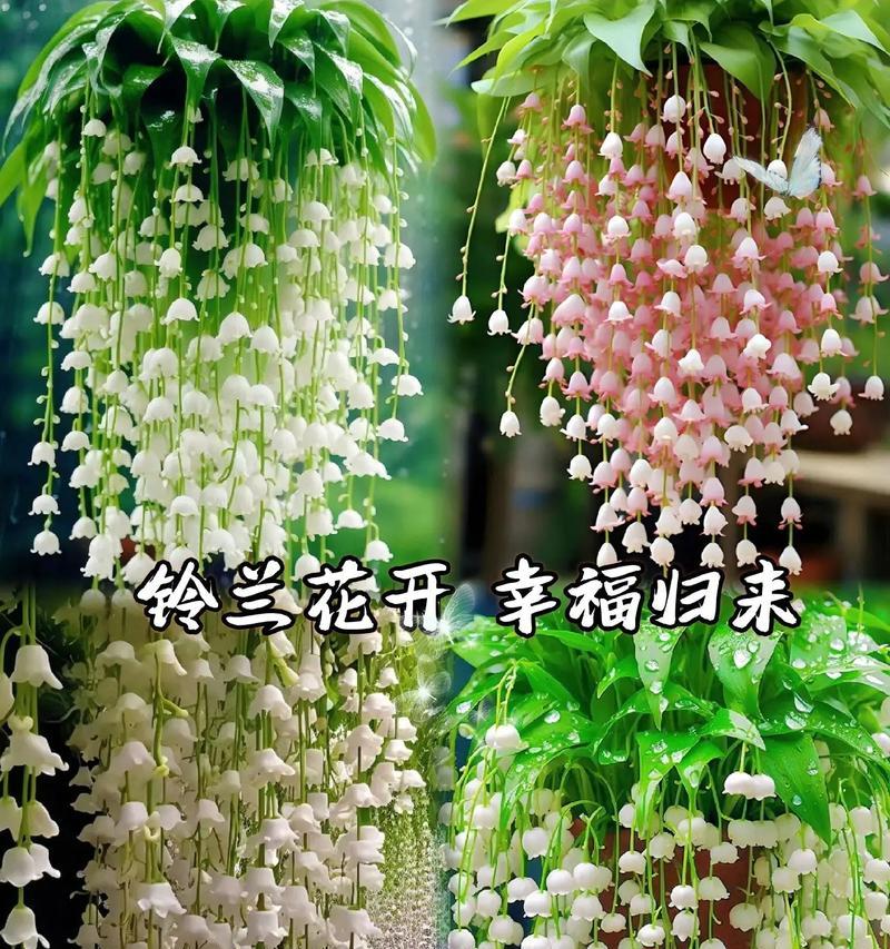 蝴蝶铃兰的寓意与花语有何特别之处？