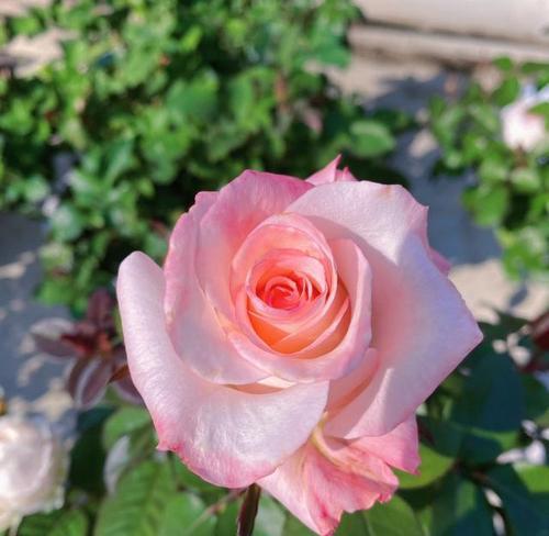 粉花通常代表什么？