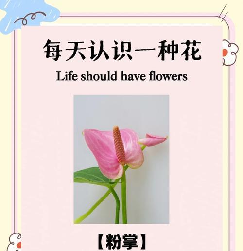 粉花通常代表什么？