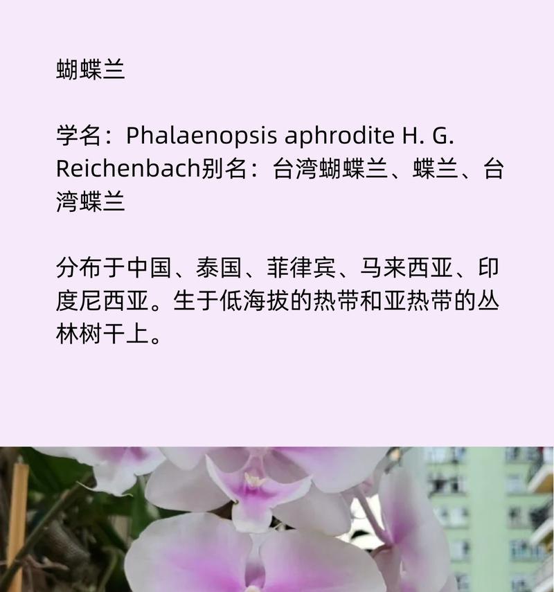 蝴蝶兰单支20支花语是什么？20支蝴蝶兰代表了什么？