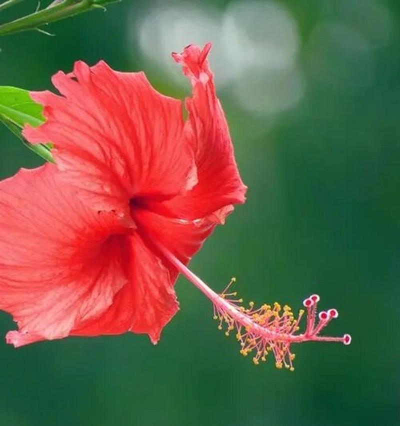 木槿花不同颜色的花语有何不同？各自代表什么？