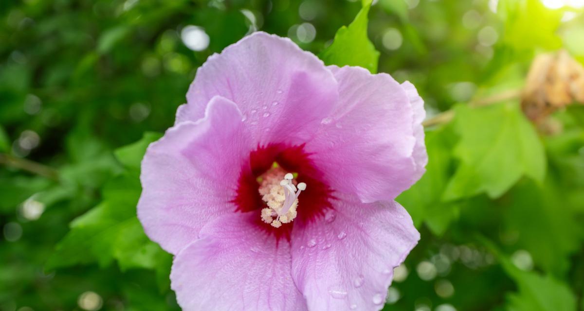 木槿花不同颜色的花语有何不同？各自代表什么？