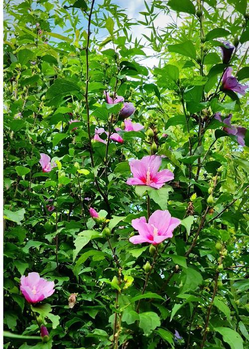 木槿花不同颜色的花语有何不同？各自代表什么？