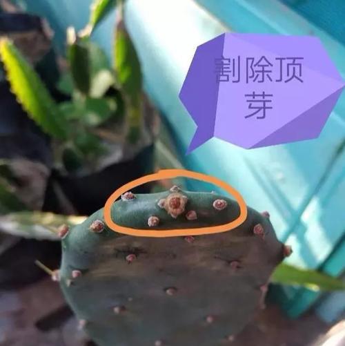 大棵仙人掌修剪方法是什么？
