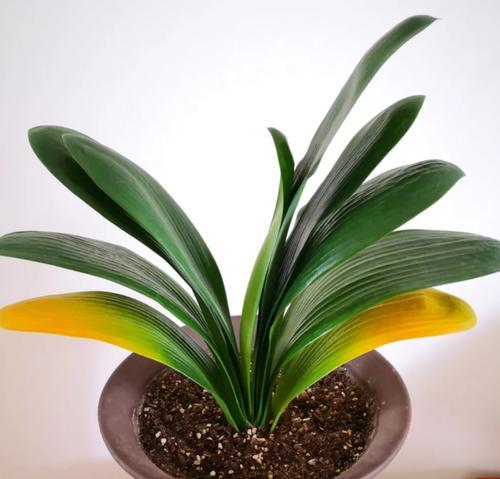 君子兰叶片如何种植得更大？