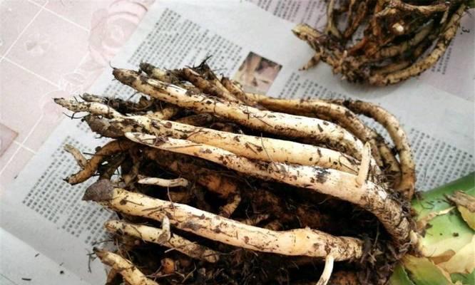 君子兰叶片如何种植得更大？