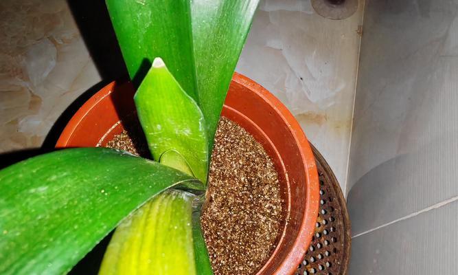 君子兰叶片如何种植得更大？