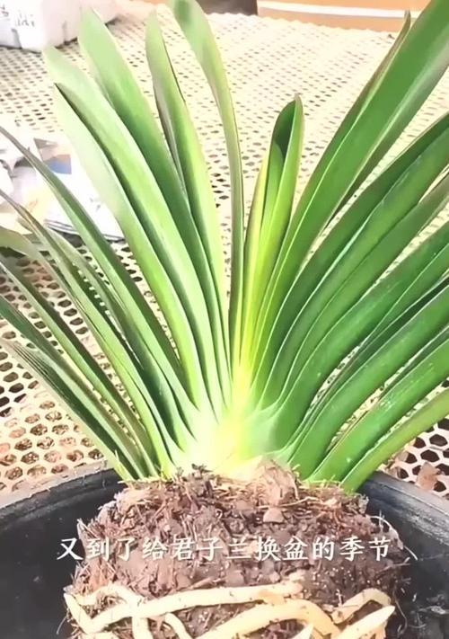 纯水苔君子兰种植方法是什么？如何正确使用水苔种植君子兰？