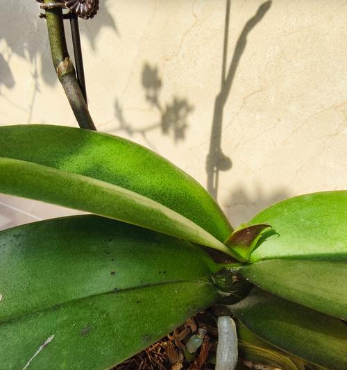 纯水苔君子兰种植方法是什么？如何正确使用水苔种植君子兰？