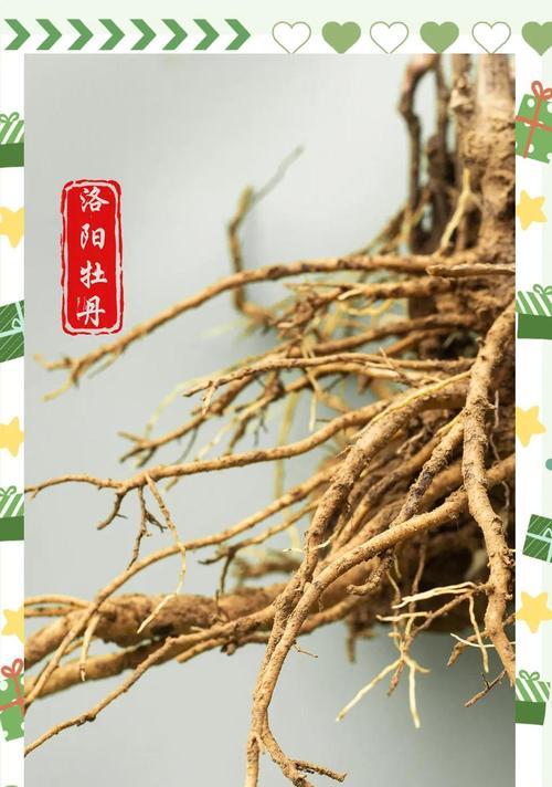 棚内牡丹花不开花的原因是什么？如何解决？