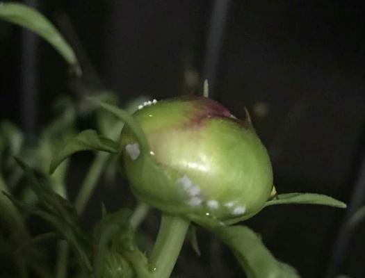 棚内牡丹花不开花的原因是什么？如何解决？