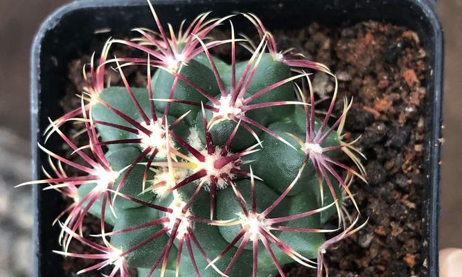 红刺仙人球何时开花？养护方法是什么？
