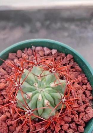 红刺仙人球何时开花？养护方法是什么？