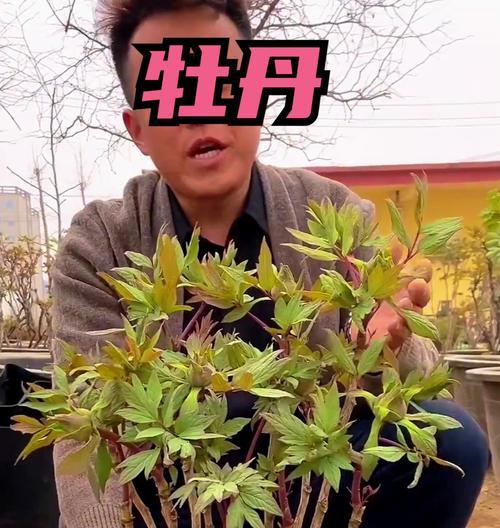 牡丹花的最佳养护方法是什么？怎样才能养得最好？