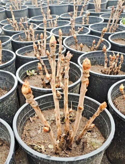 牡丹花的最佳养护方法是什么？怎样才能养得最好？