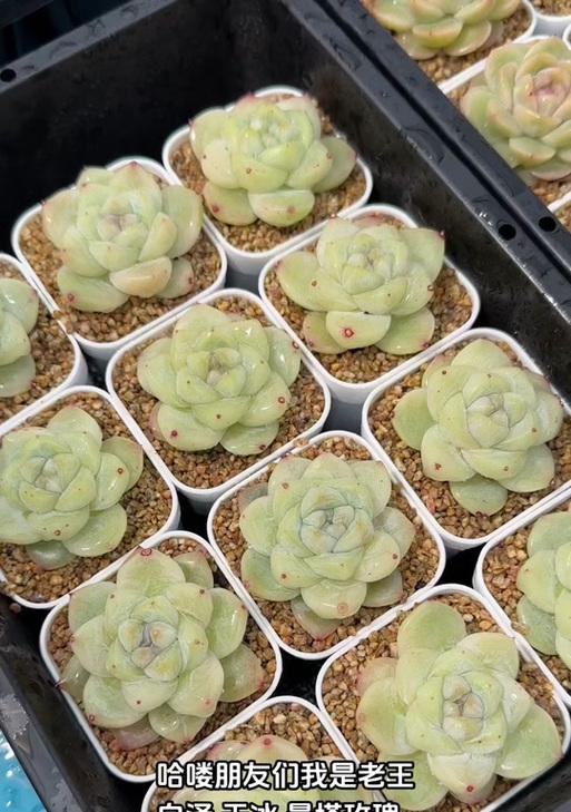 老王专用玫瑰花品种有何特别之处？