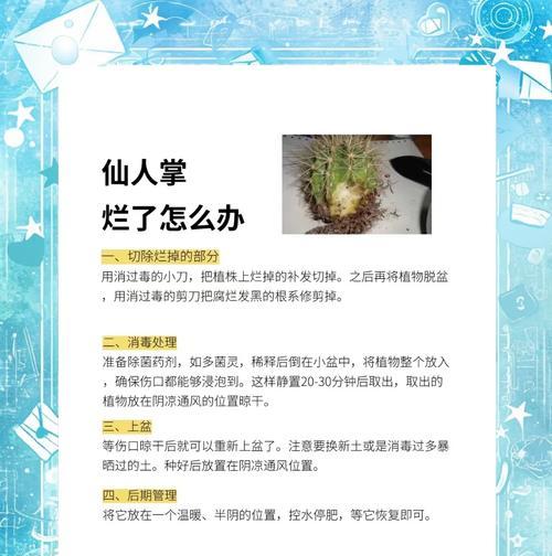 仙人掌开花后如何养护？需要注意哪些事项？