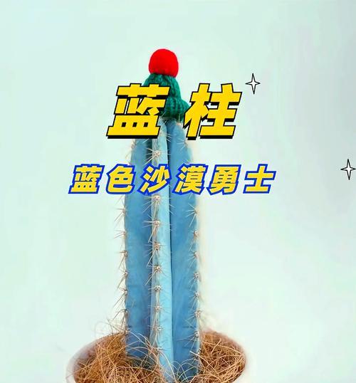 仙人掌开花后如何养护？需要注意哪些事项？