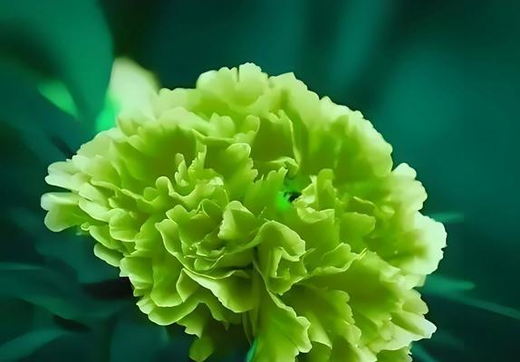 牡丹花新种植需要注意哪些步骤？