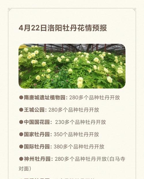 牡丹花新种植需要注意哪些步骤？