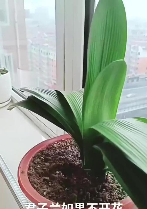 养君子兰5年怎么不开花呀？如何解决不开花的问题？