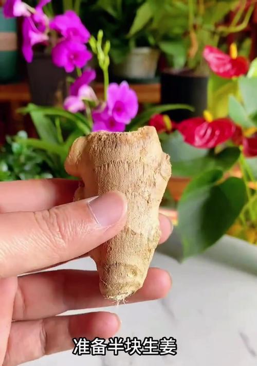 养君子兰5年怎么不开花呀？如何解决不开花的问题？