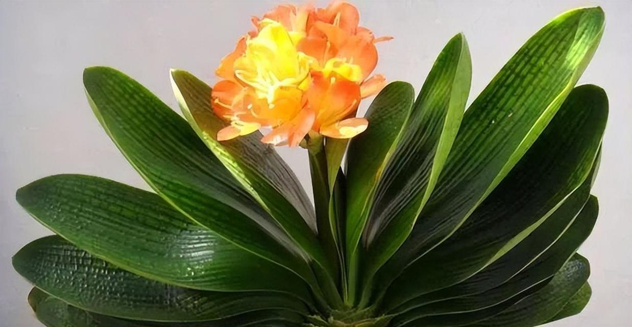 黄花君子兰芽子种植需要注意什么？