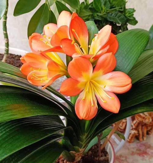 花盆中种植两株君子兰的正确摆放方式是什么？