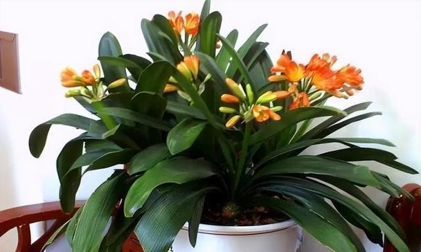 花盆中种植两株君子兰的正确摆放方式是什么？