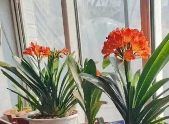 花盆中种植两株君子兰的正确摆放方式是什么？