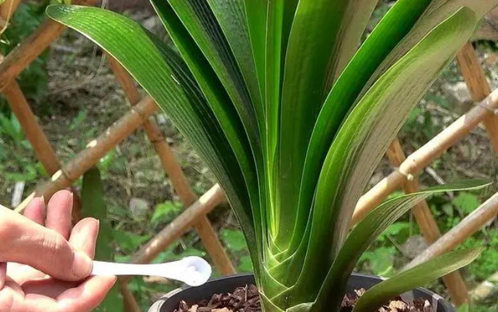 毛串君子兰盆栽怎么养护和浇水？有哪些特别的养护技巧？