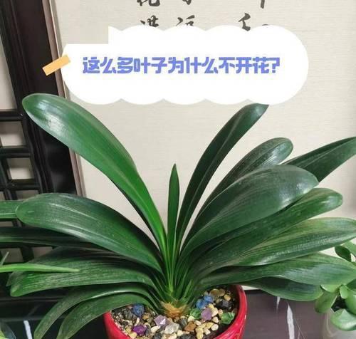 君子兰白色斑点原因是什么？