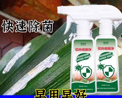 君子兰白色斑点原因是什么？