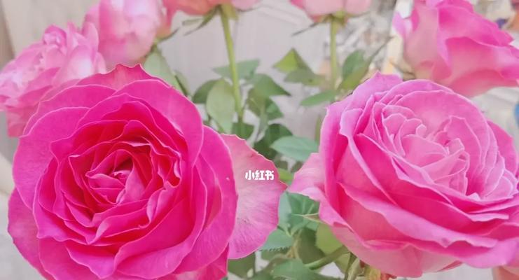 养玫瑰花妈妈怎么养活的？有哪些成功的经验分享？