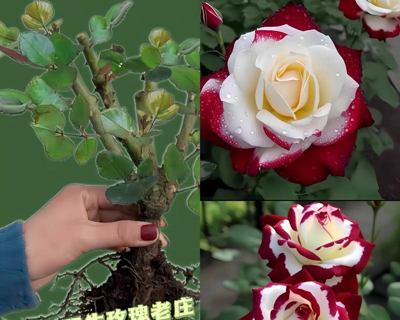 养玫瑰花妈妈怎么养活的？有哪些成功的经验分享？