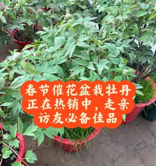 牡丹花固定花盆的最佳方法是什么？