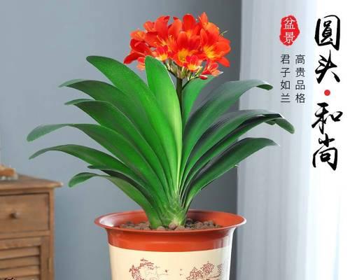 君子兰带花苞时的特征是什么？