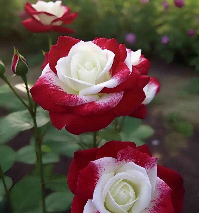 带叶玫瑰花种植有什么方法？如何保证成活率？