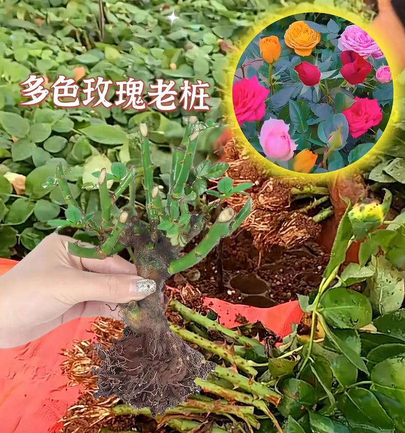带叶玫瑰花种植有什么方法？如何保证成活率？