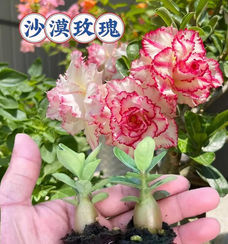 玫瑰花与仙人掌共养需要注意什么？