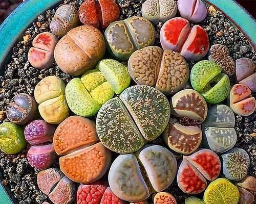 生石花与仙人球搭配的养护方法？