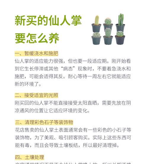 生石花与仙人球搭配的养护方法？