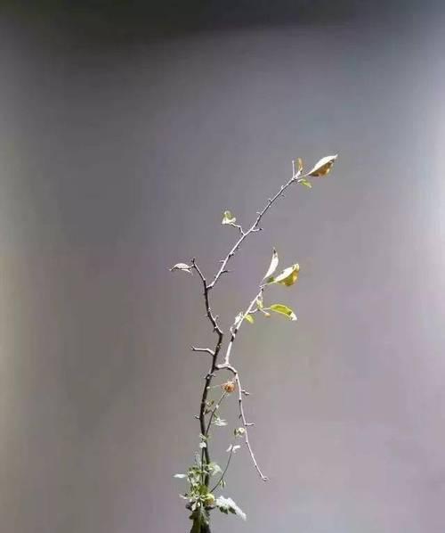 玫瑰花数量少时插花技巧有哪些？怎样插出美感？