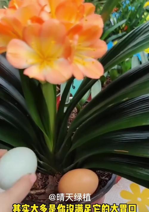 君子兰不开花时应该放置什么？有哪些促进开花的技巧？