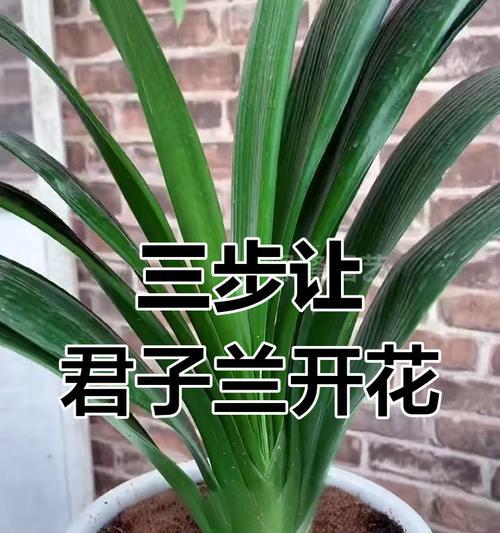 君子兰不开花时应该放置什么？有哪些促进开花的技巧？