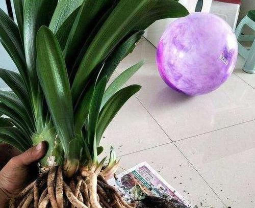 君子兰侧芽什么时候移栽最好？移栽的步骤是什么？