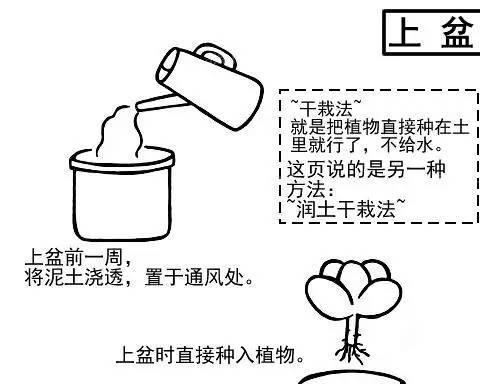 君子兰侧芽什么时候移栽最好？移栽的步骤是什么？