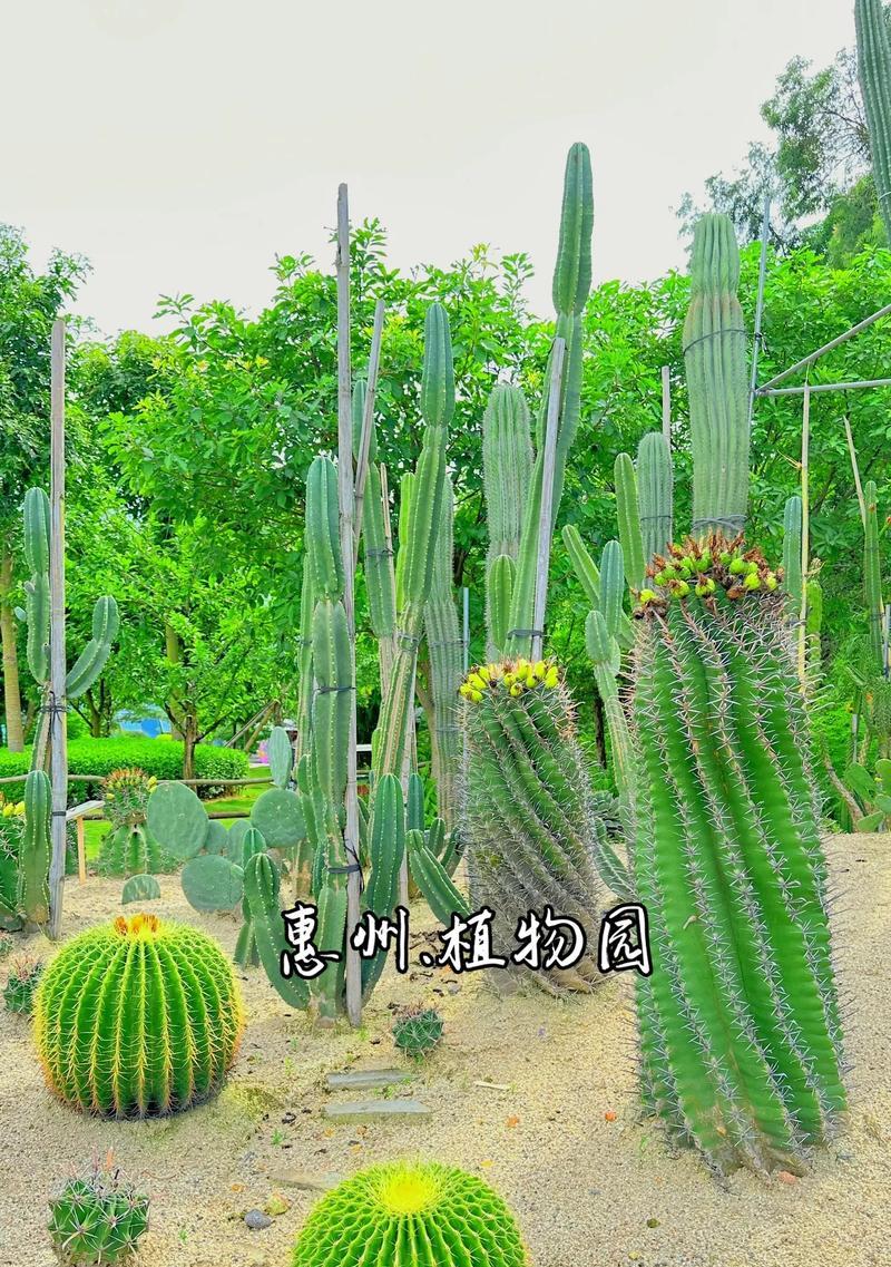 瓷砖上种植仙人掌的方法是什么？瓷砖环境对仙人掌生长的影响如何？